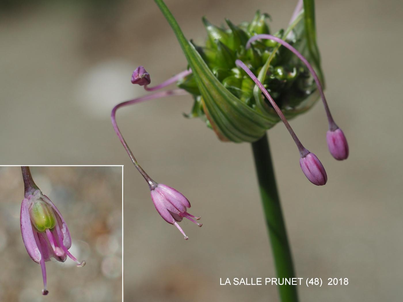 Garlic, (Flexible) flower